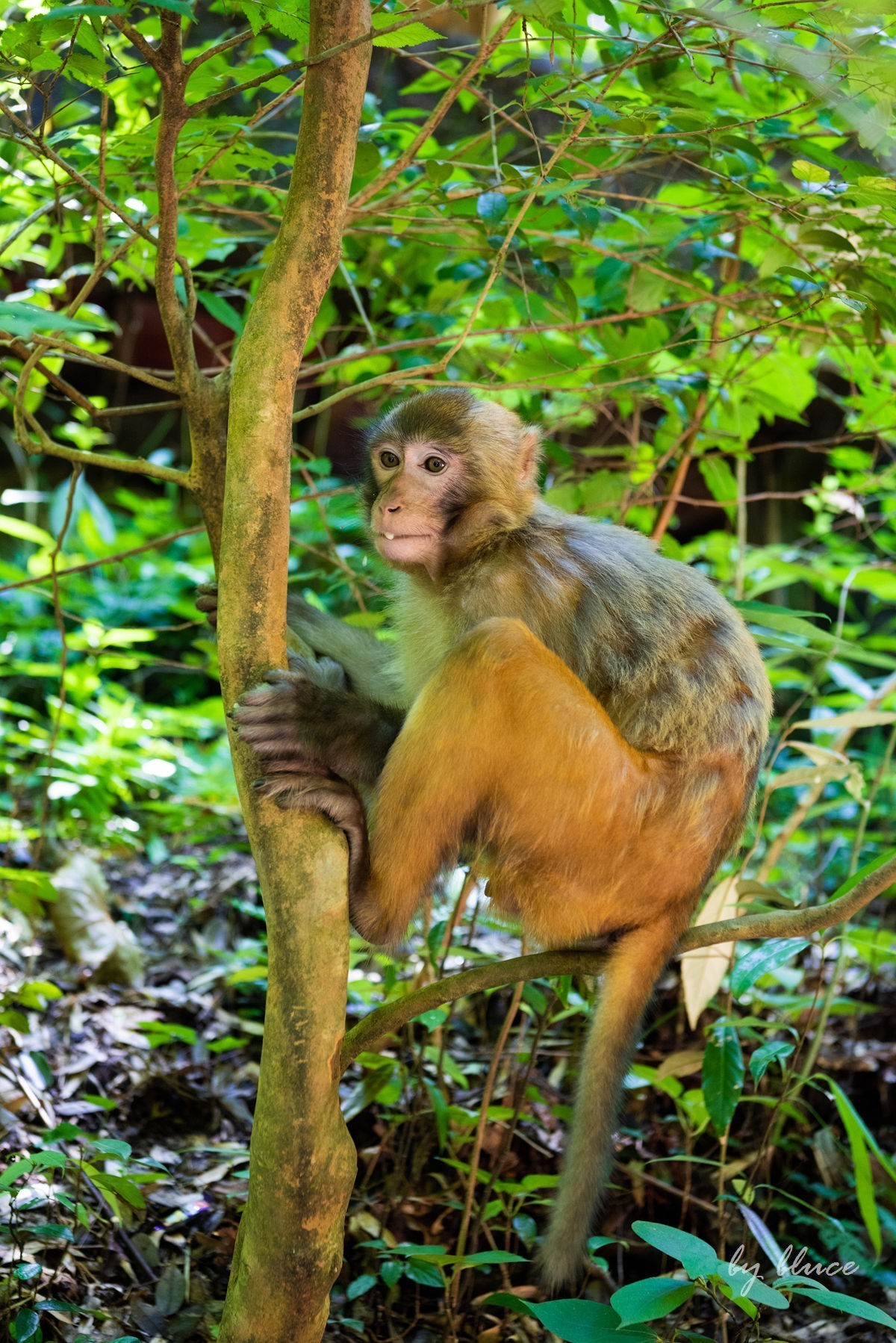 游庐山（22）————不友好的野猴子