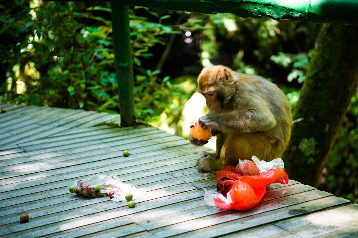 游庐山（22）————不友好的野猴子
