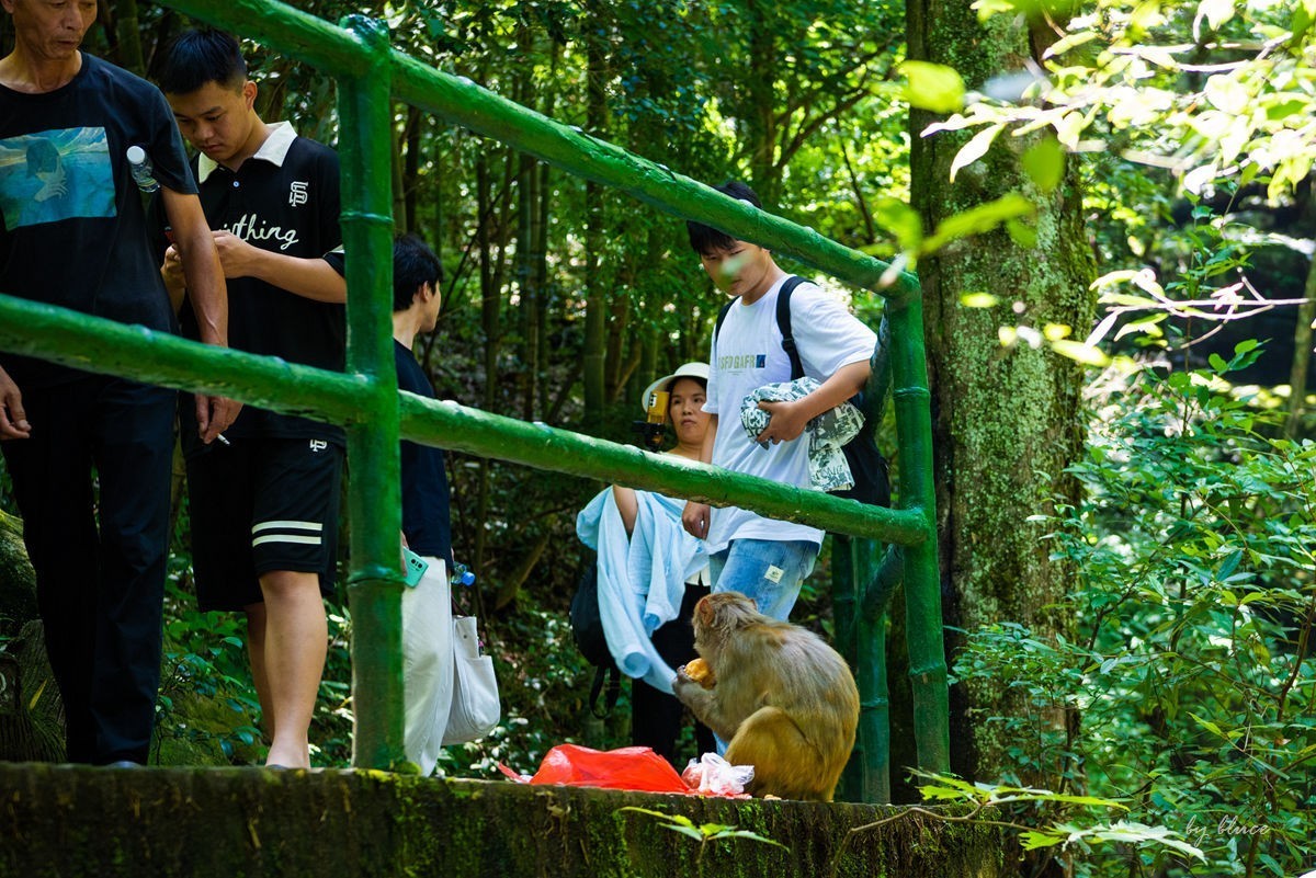 游庐山（22）————不友好的野猴子