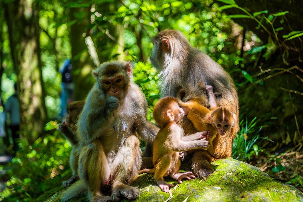 游庐山（22）————不友好的野猴子
