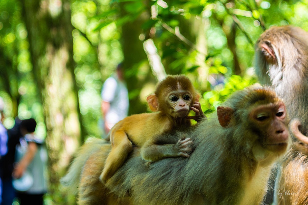 游庐山（22）————不友好的野猴子
