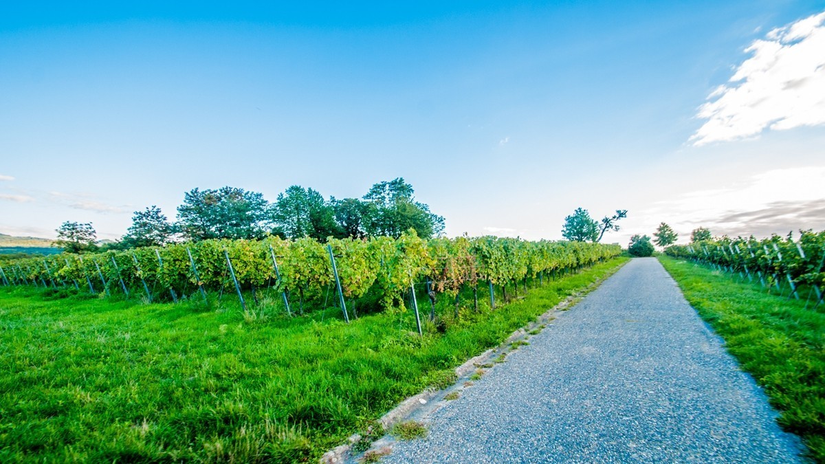 南德长夏之--田园风光