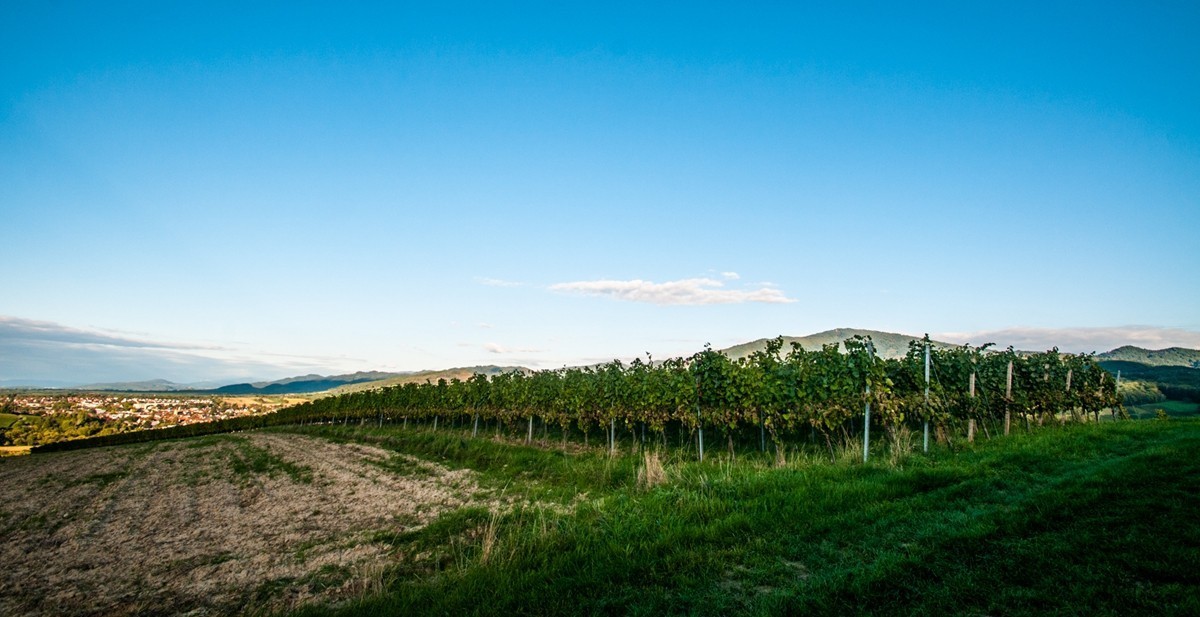 南德长夏之--田园风光