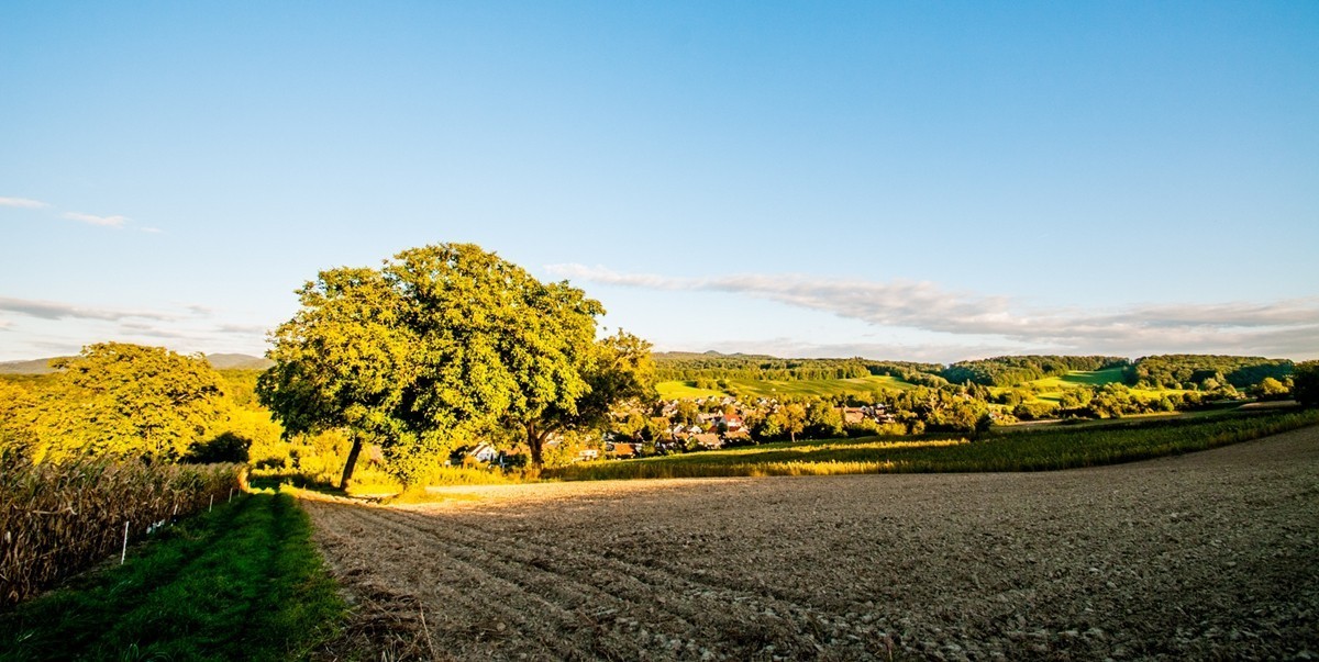 南德长夏之--田园风光