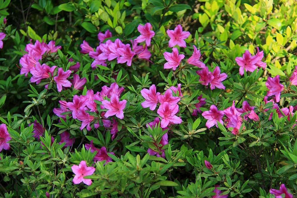 杜鹃花=11-中关村在线摄影论坛