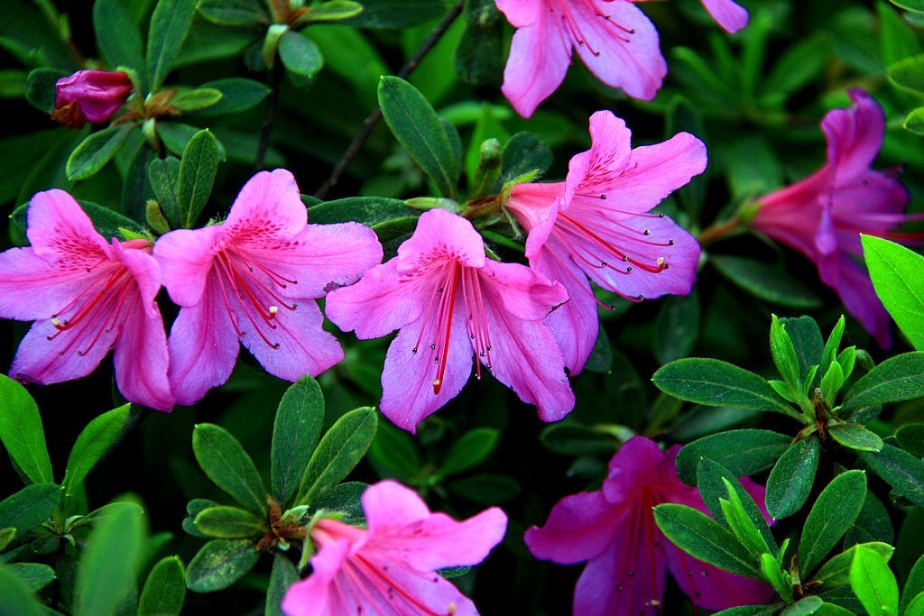 杜鹃花=11-中关村在线摄影论坛