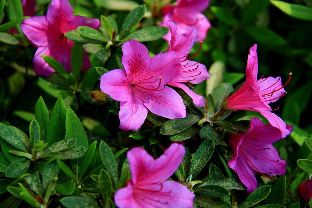 杜鹃花=11-中关村在线摄影论坛