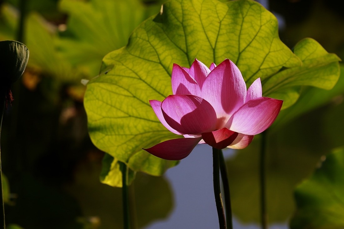 七月荷花（下）