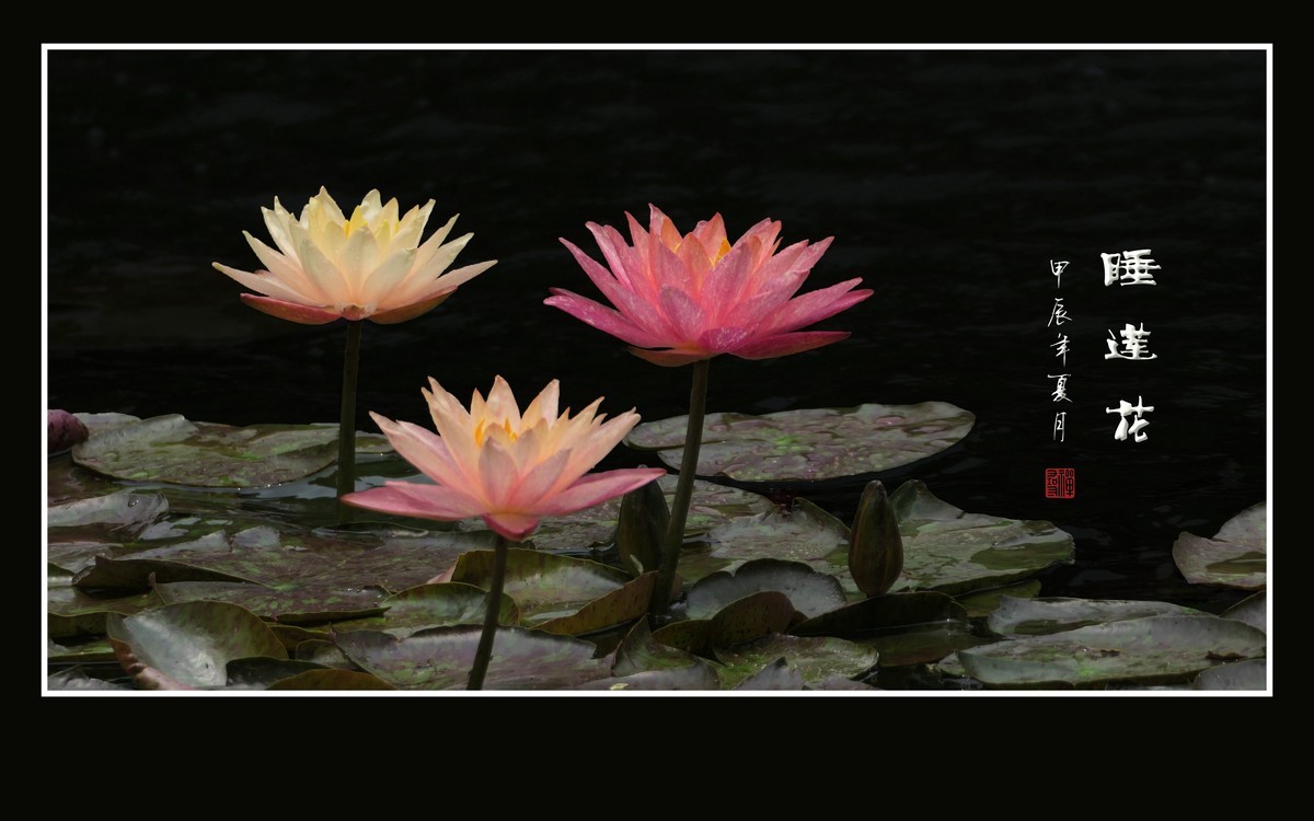 睡莲不睡惊艳荷塘，游鱼未游恋花争宠