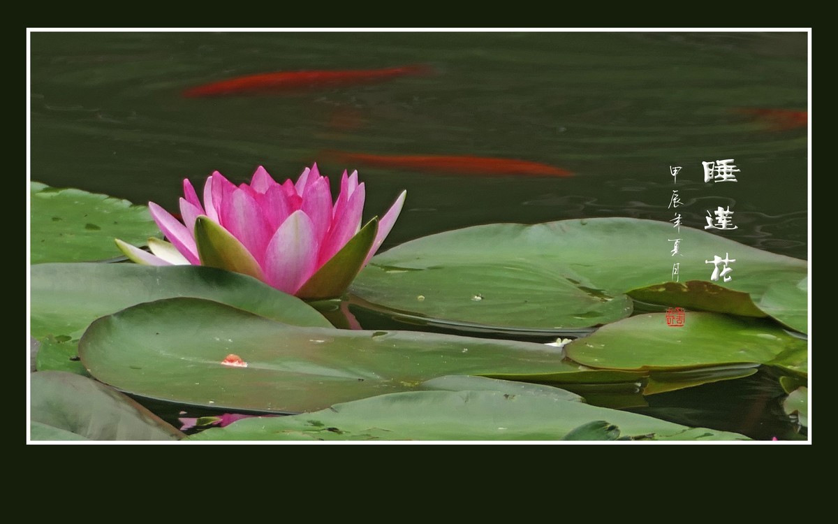 睡莲不睡惊艳荷塘，游鱼未游恋花争宠