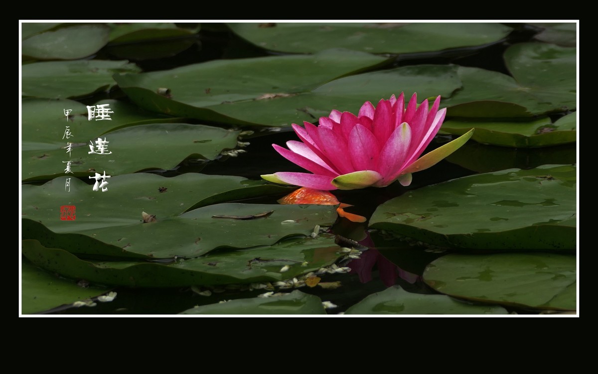 睡莲不睡惊艳荷塘，游鱼未游恋花争宠