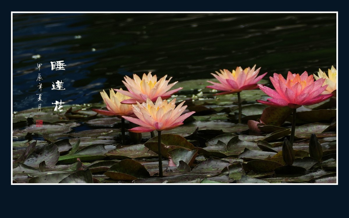 睡莲不睡惊艳荷塘，游鱼未游恋花争宠