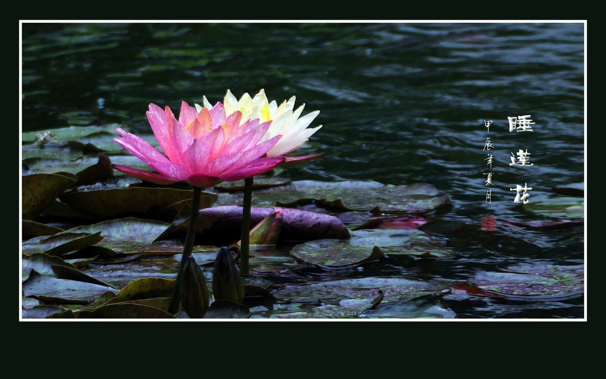 睡莲不睡惊艳荷塘，游鱼未游恋花争宠