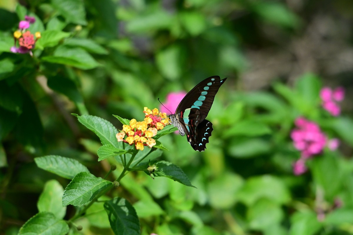 【生态摄影】木兰青凤蝶