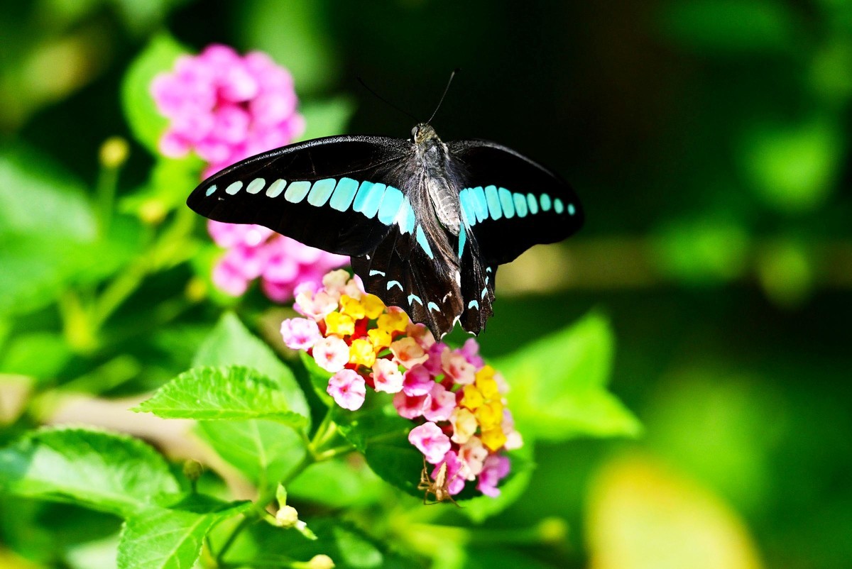 【生态摄影】木兰青凤蝶