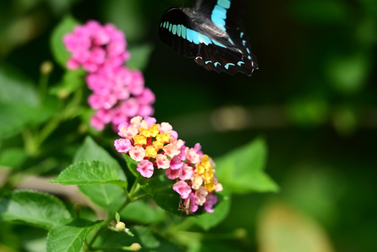 【生态摄影】木兰青凤蝶