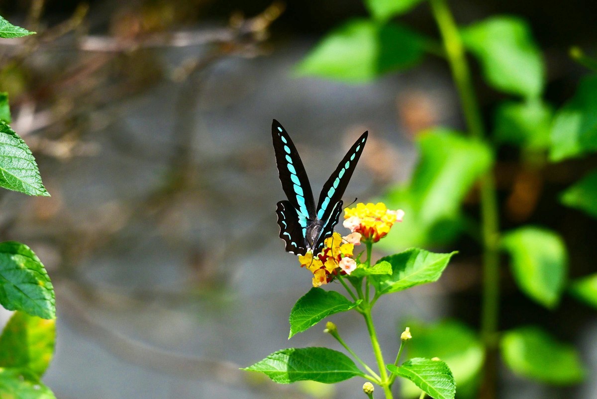 【生态摄影】木兰青凤蝶