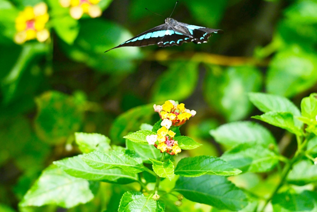 【生态摄影】木兰青凤蝶