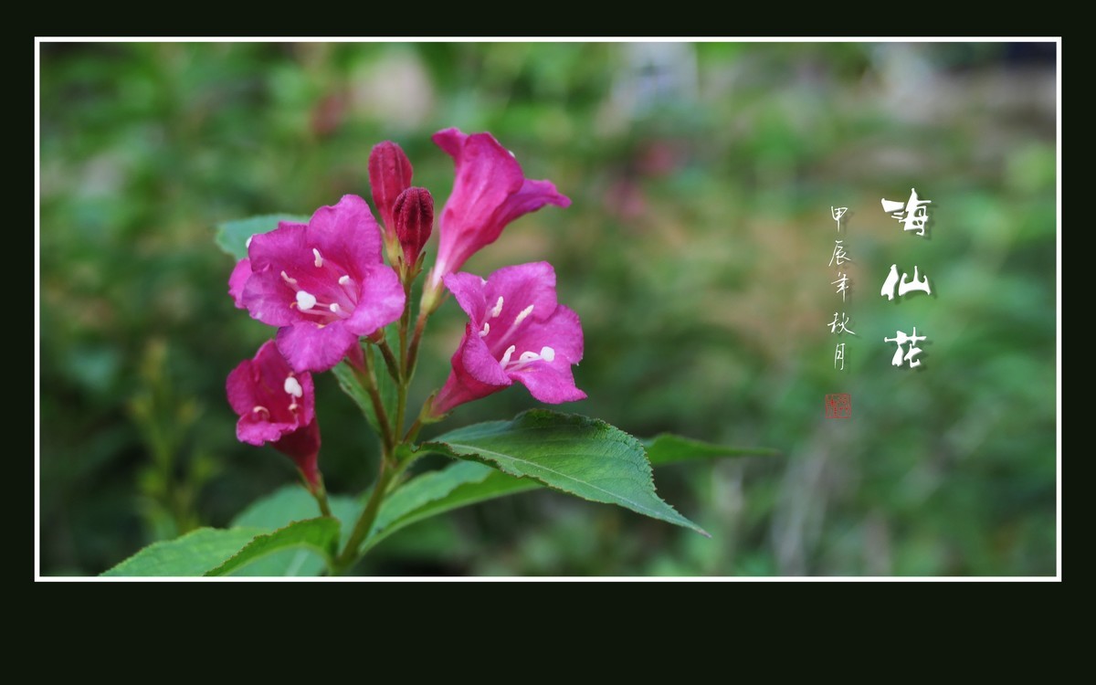 叶如碧玉花似火，海仙花开一朵朵
