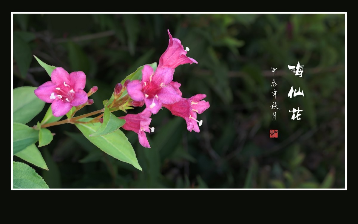 叶如碧玉花似火，海仙花开一朵朵