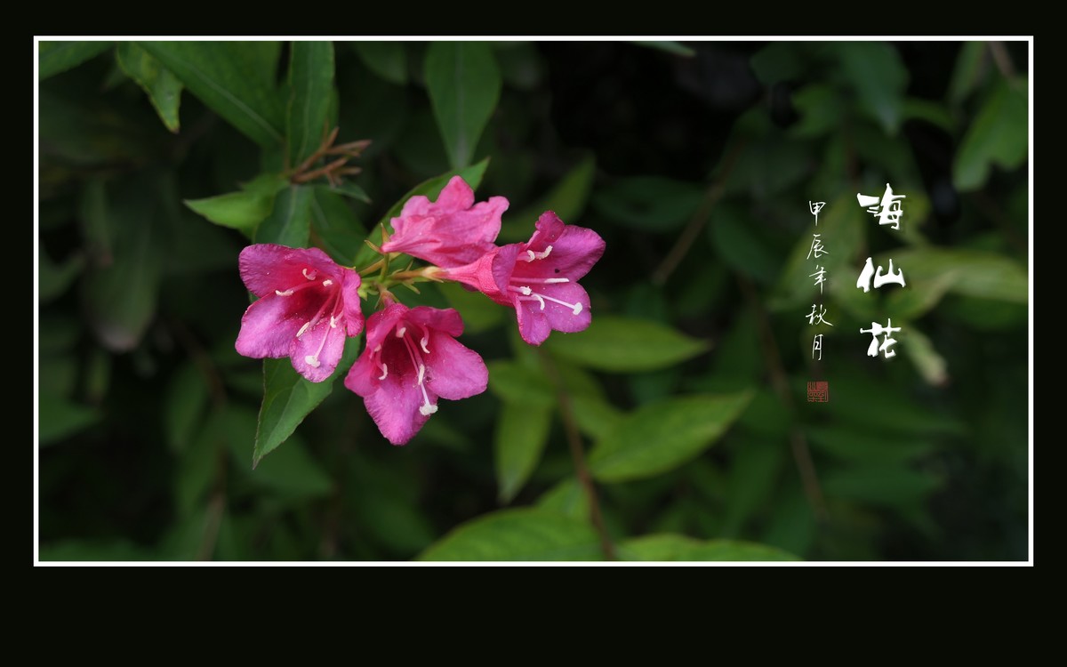 叶如碧玉花似火，海仙花开一朵朵