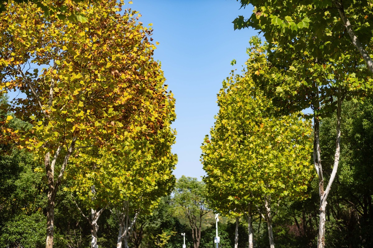 庐州印象（398）红色记忆