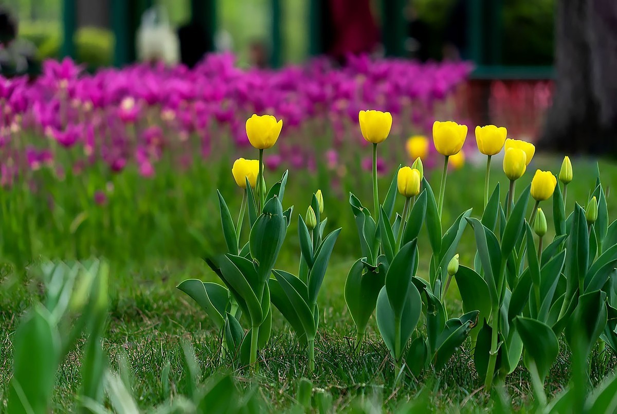 中山公园的郁金香（4）