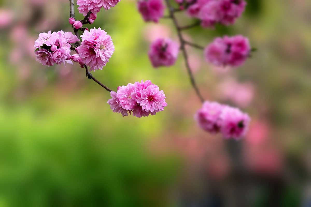 中山公园的郁金香（4）