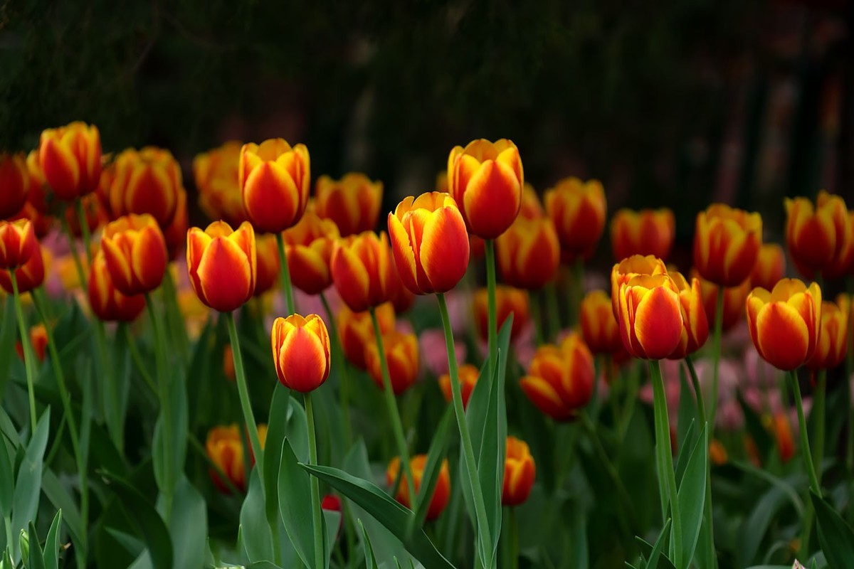 中山公园的郁金香（4）