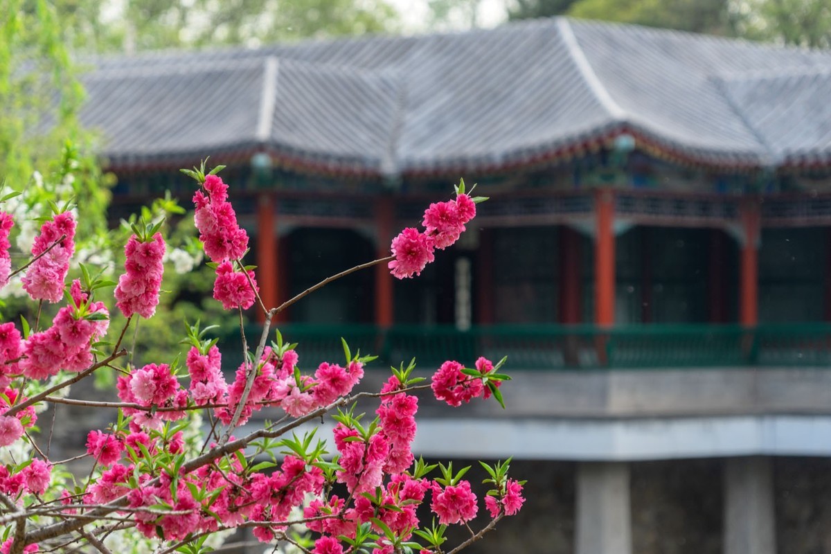 中山公园的郁金香（4）