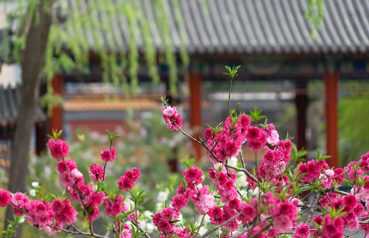 中山公园的郁金香（4）