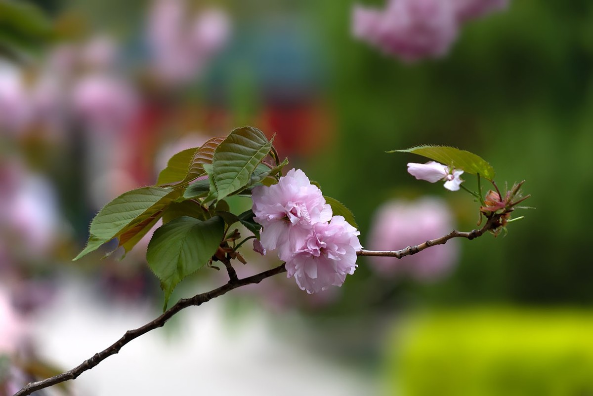 中山公园的郁金香（4）