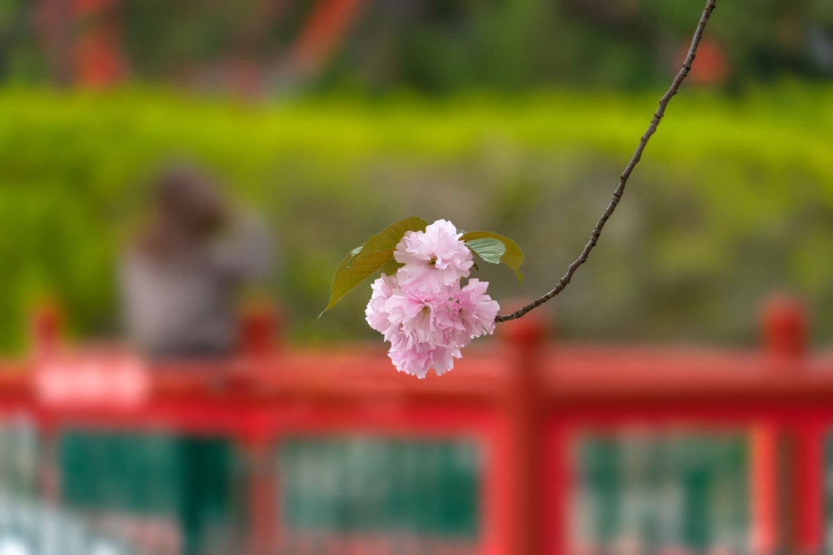 中山公园的郁金香（4）