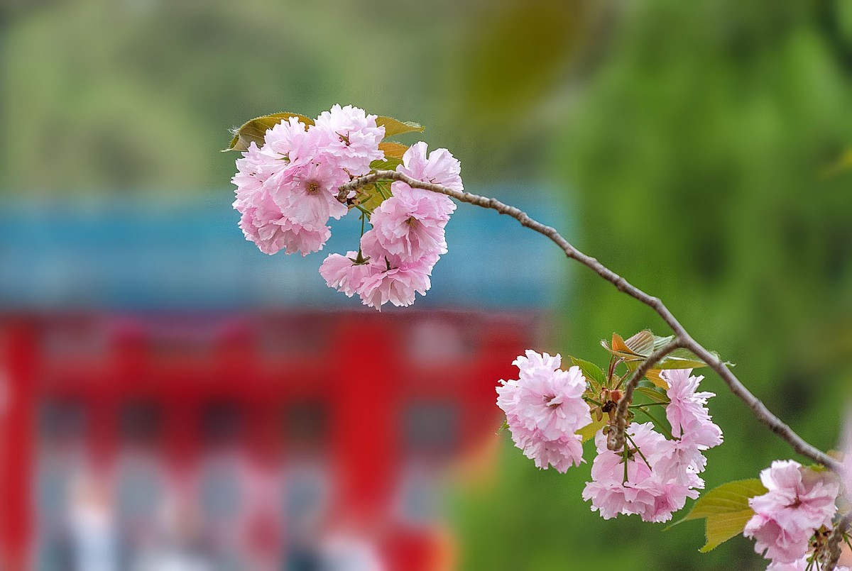 中山公园的郁金香（4）