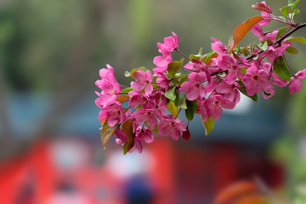 中山公园的郁金香（4）