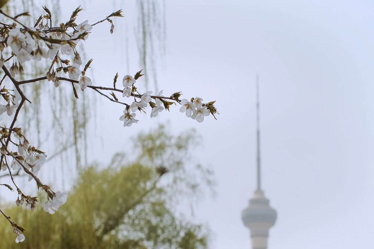 玉渊潭中的樱花