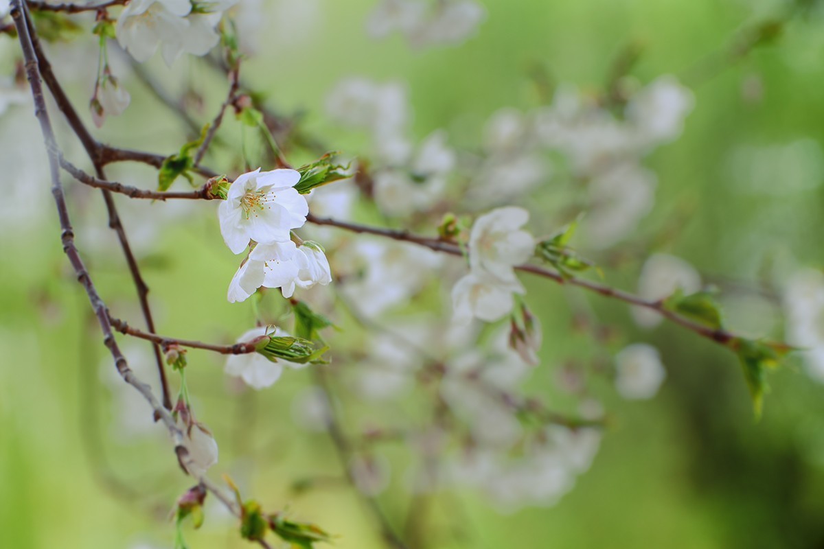 玉渊潭中的樱花
