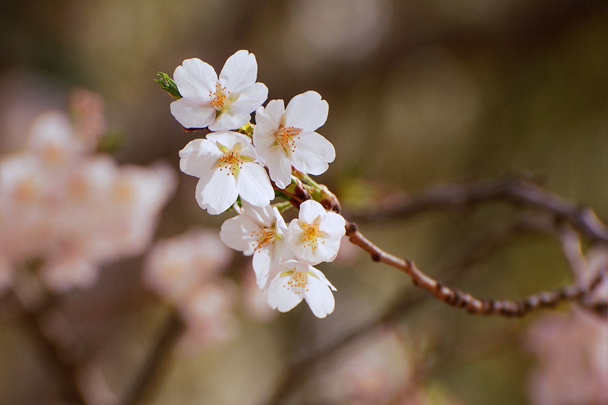 玉渊潭中的樱花