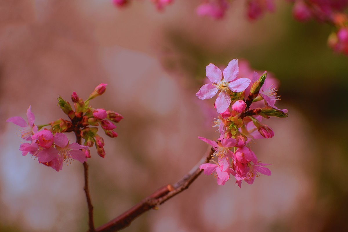 玉渊潭中的樱花