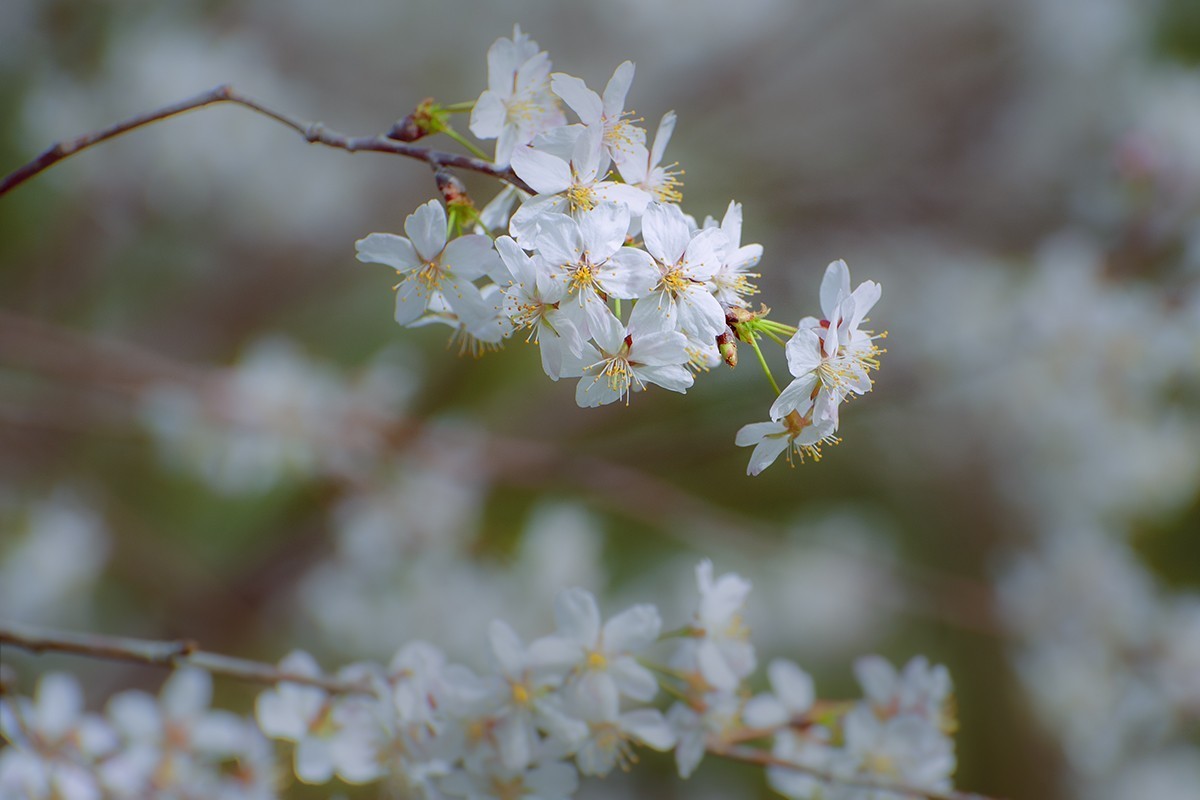 玉渊潭中的樱花