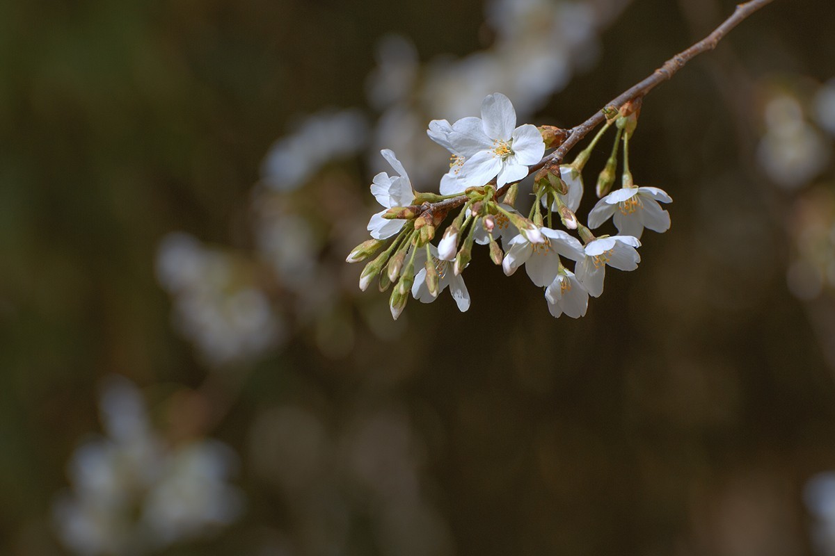 玉渊潭中的樱花