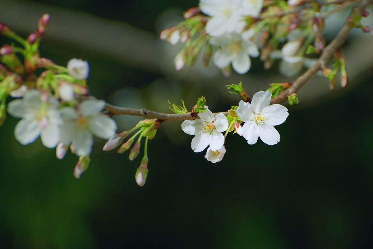 玉渊潭中的樱花