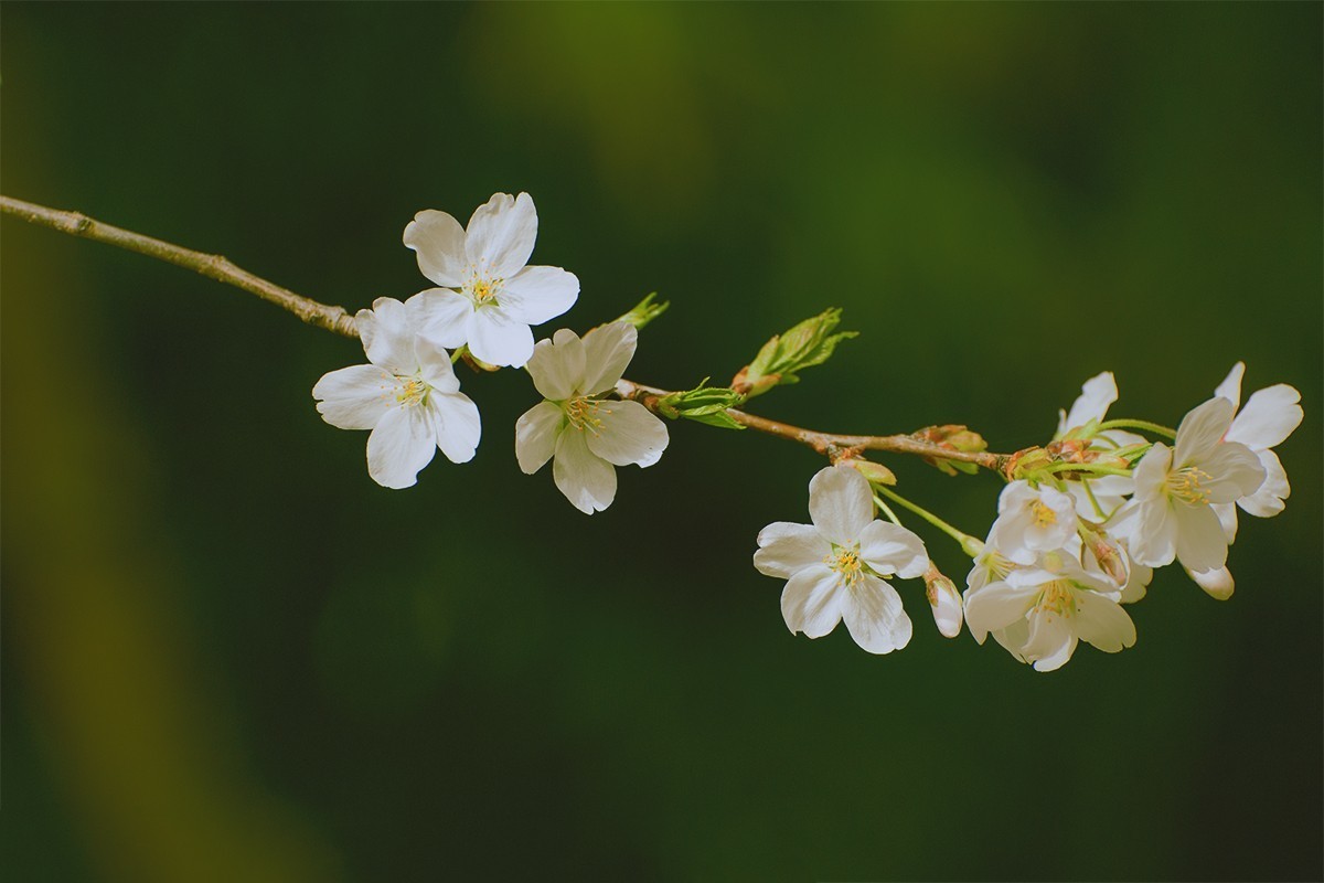 玉渊潭中的樱花