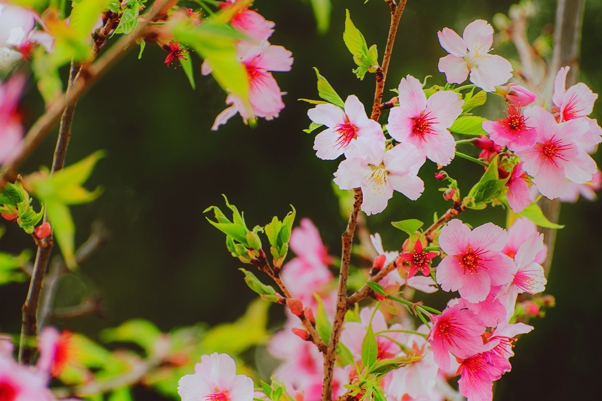 玉渊潭中的樱花