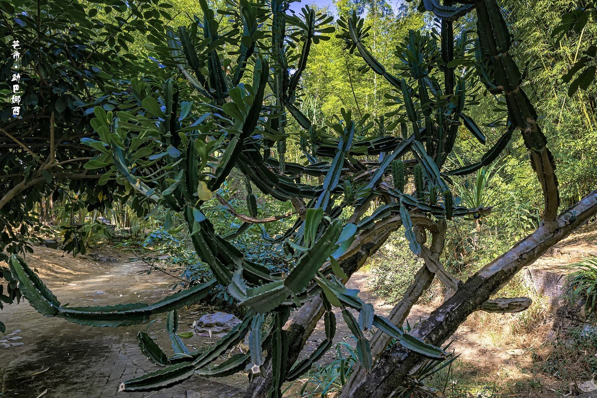 云南芒市 · 勐巴娜西珍奇园