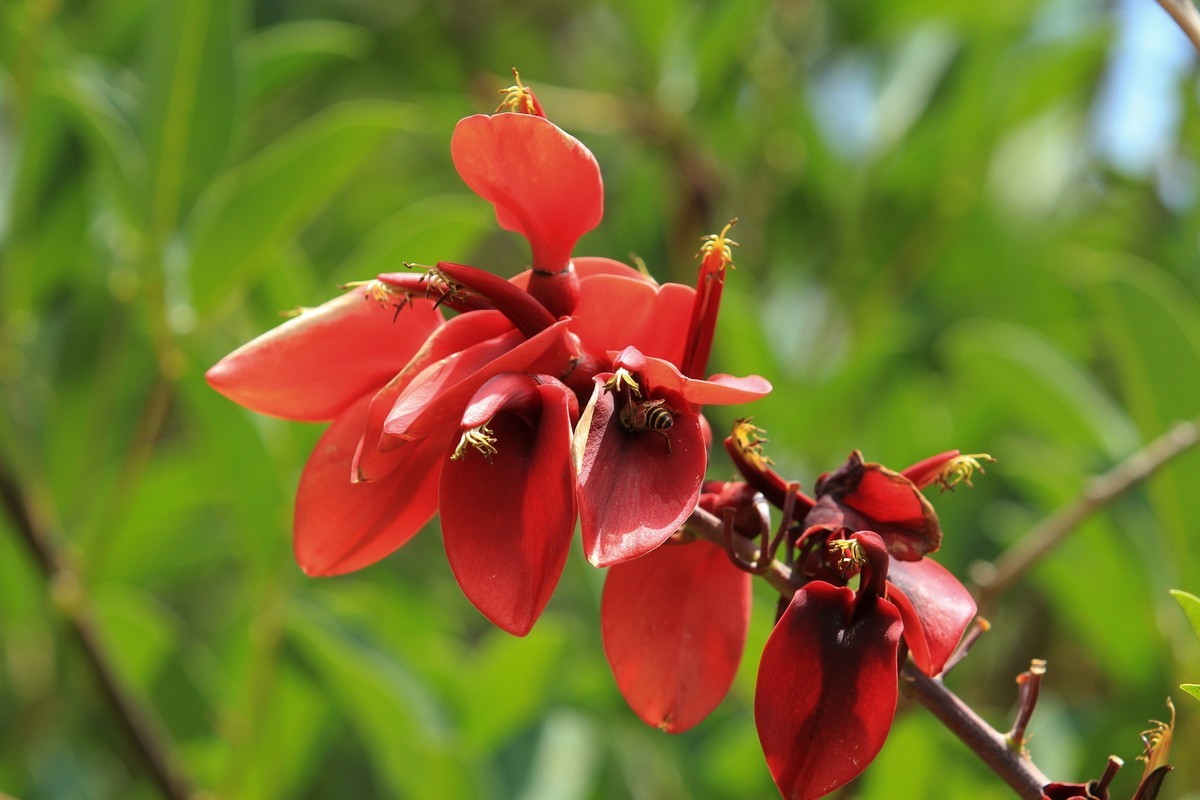 拍摄花卉一（609）