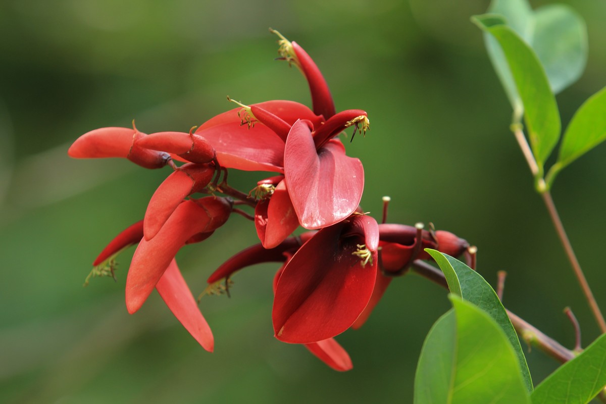 拍摄花卉一（609）