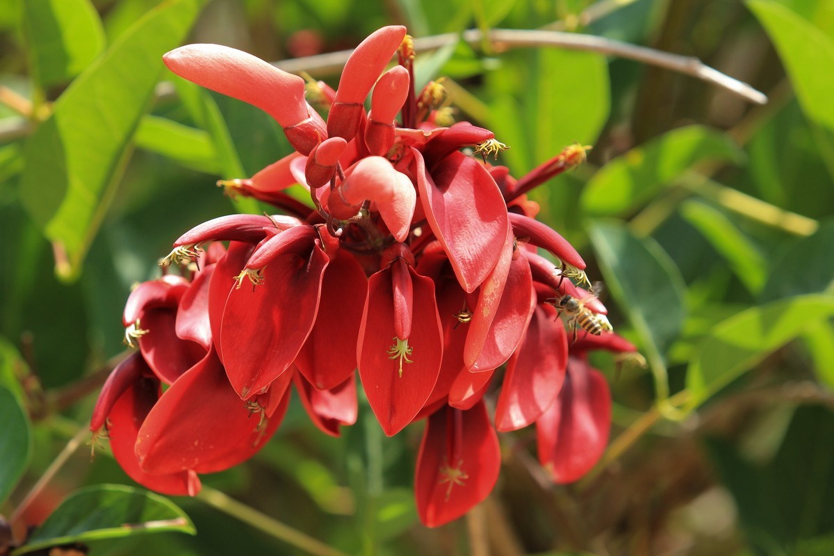 拍摄花卉一（609）