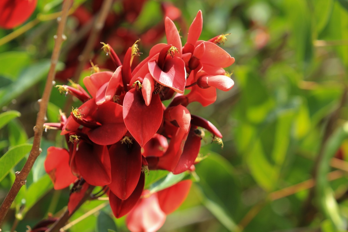 拍摄花卉一（609）