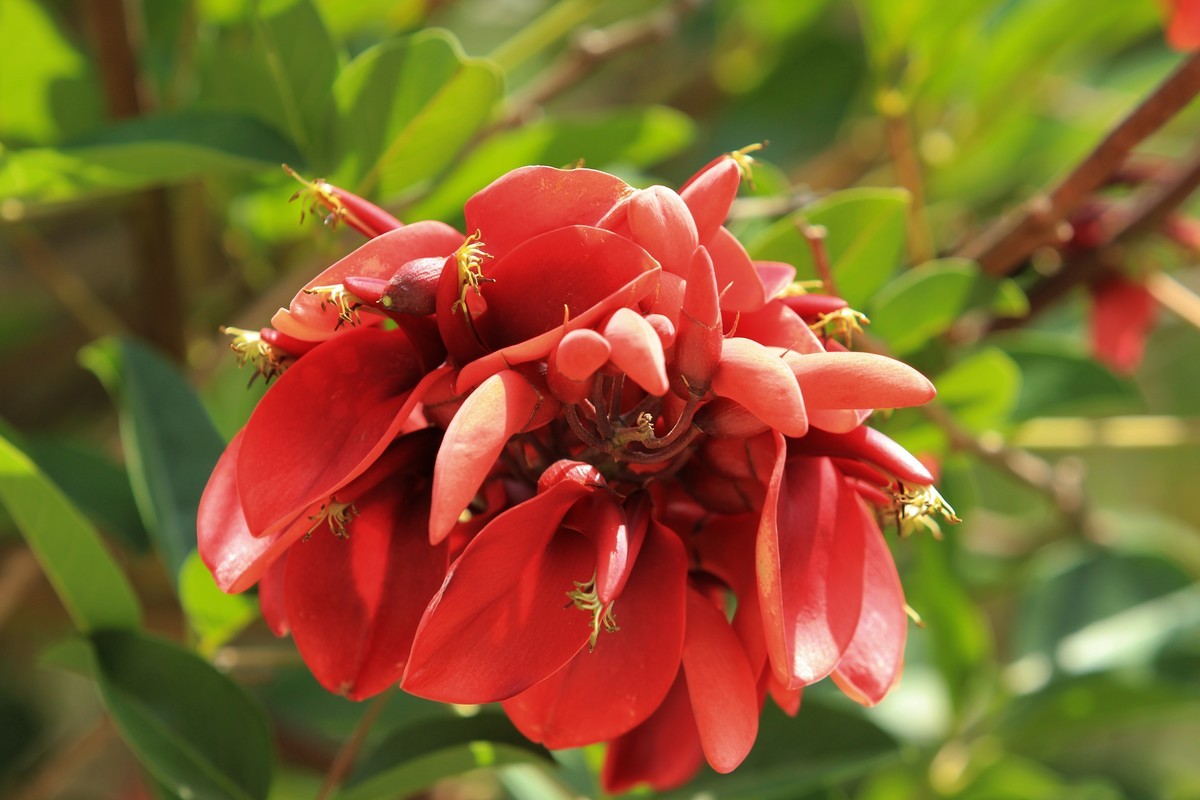 拍摄花卉一（609）